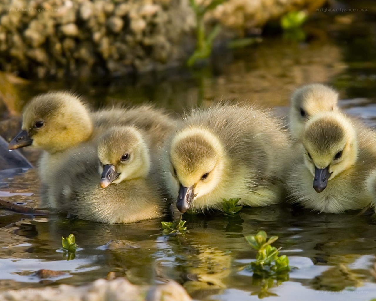 goslings in shallow water