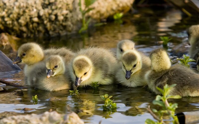 Goslings in Shallow Water — Yellow, Serene, Morning