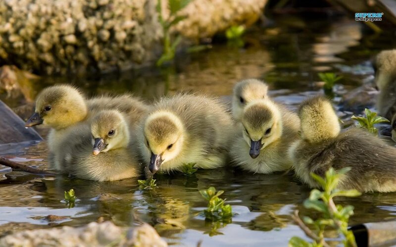 Goslings in Shallow Water — Yellow