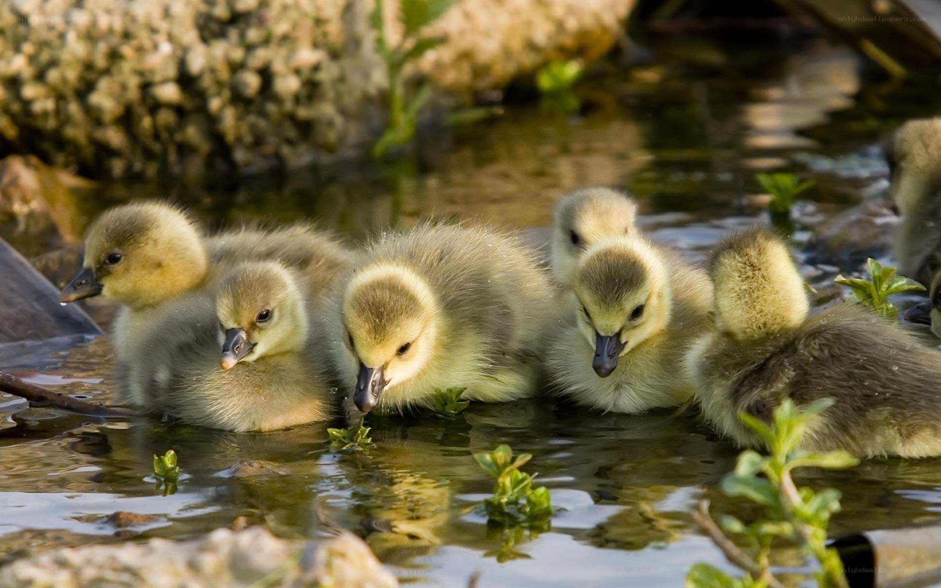 goslings in shallow water