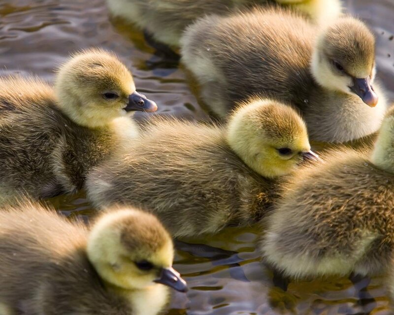 Goslings in Water — Brown