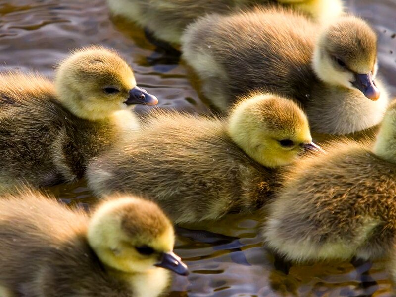 Goslings in Water