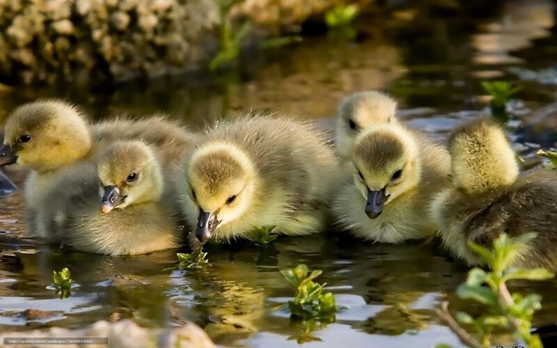Goslings in Water — Yellow, Serene, Morning, Photograph