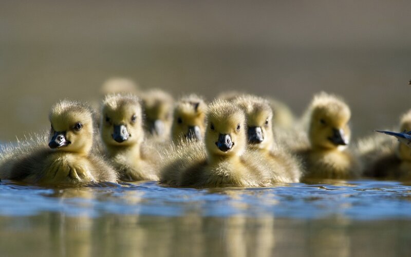 Goslings in Water — Yellow, Serene