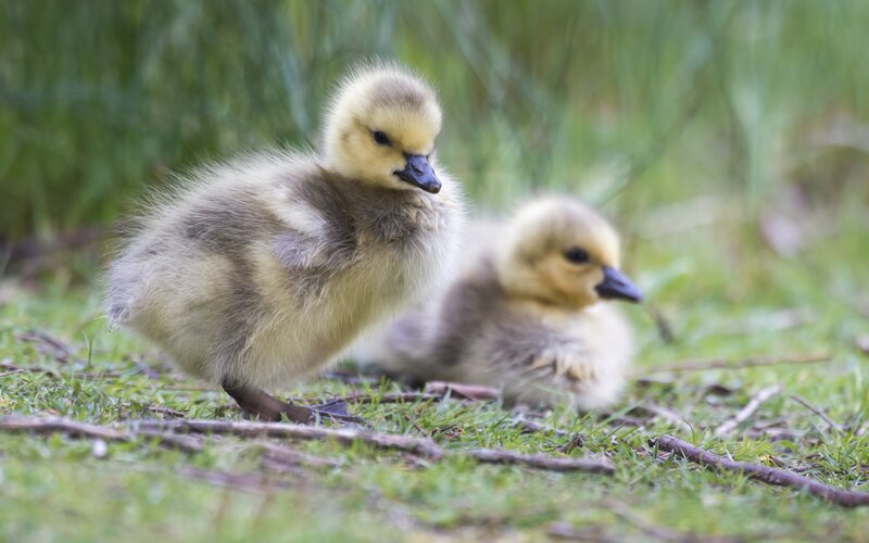 Goslings on Grass — Green, Calm, Morning