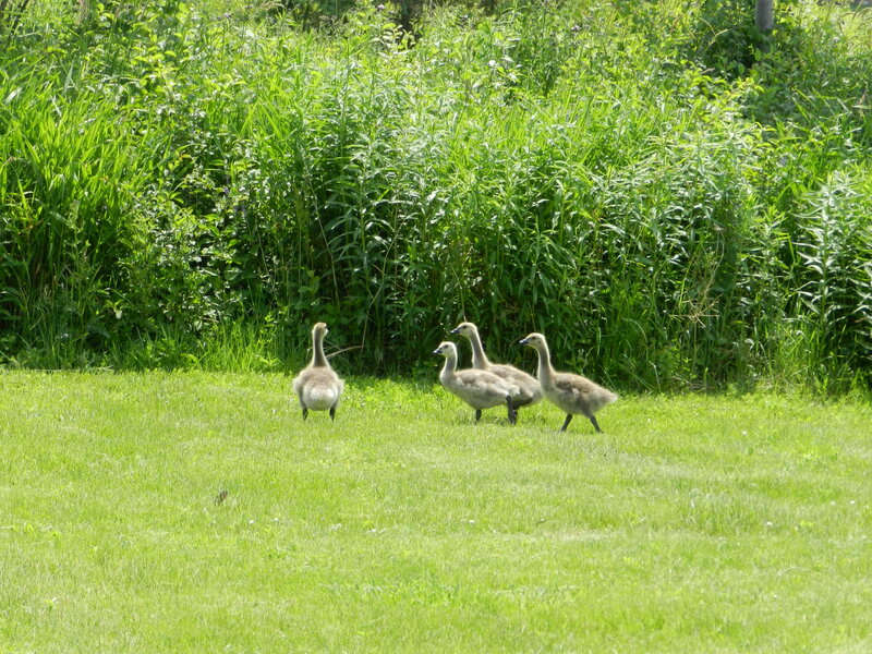 Goslings on Grass — Green, Calm