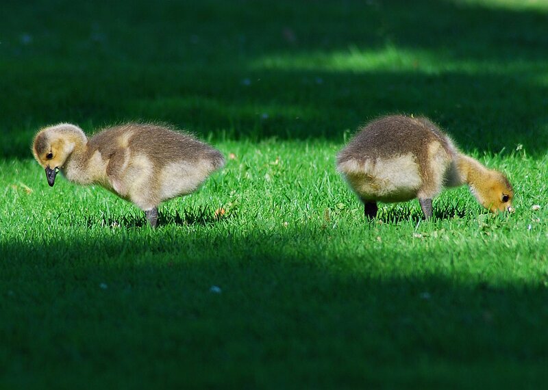 Goslings on Grass — Green