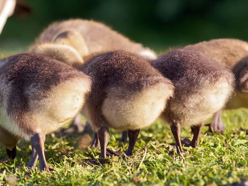 goslings on grass