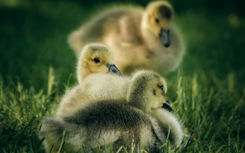 goslings on green grass
