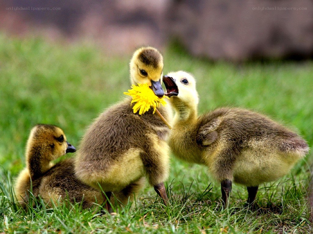 Goslings playing with dandelion