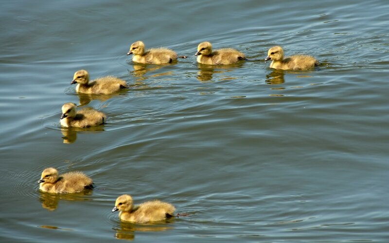 goslings swimming in a pond