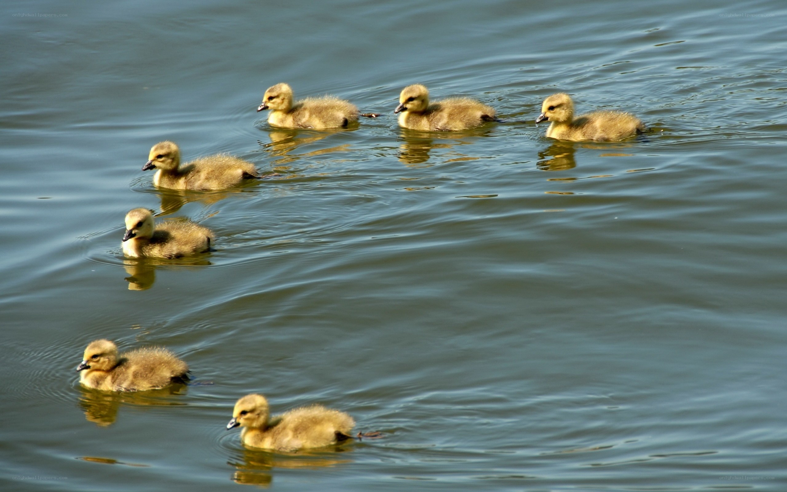 goslings swimming in a pond