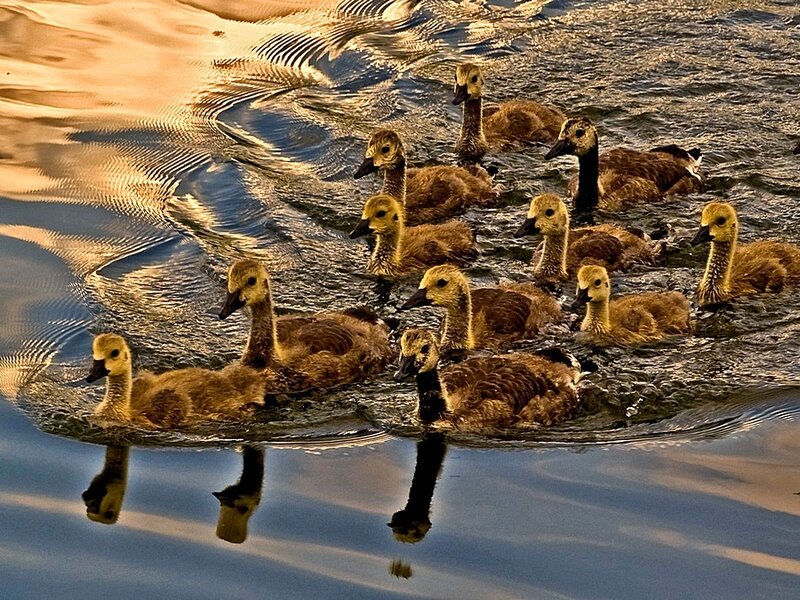 goslings swimming in water