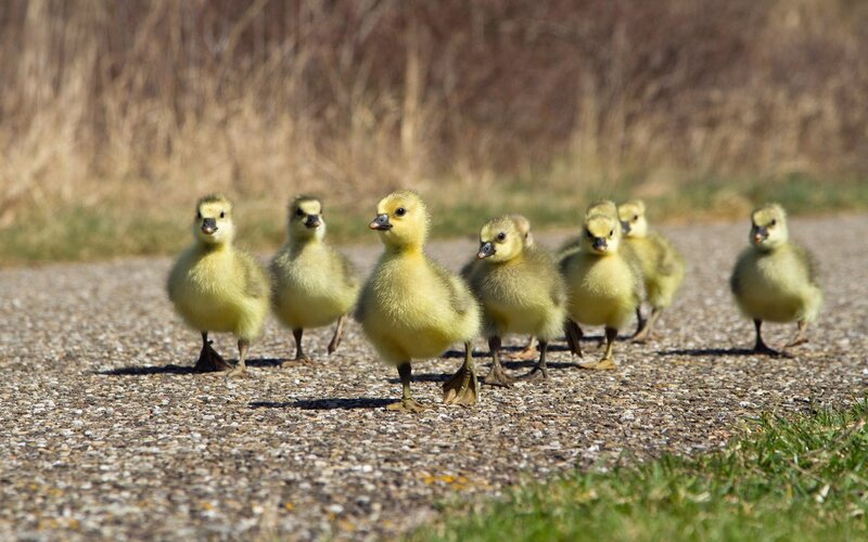 goslings walking in a line