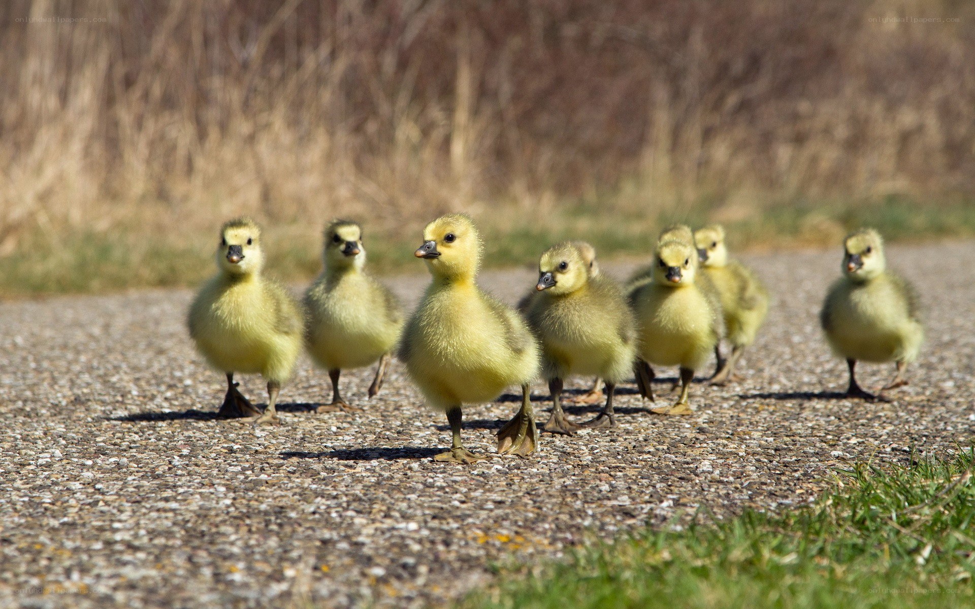 goslings walking in a line