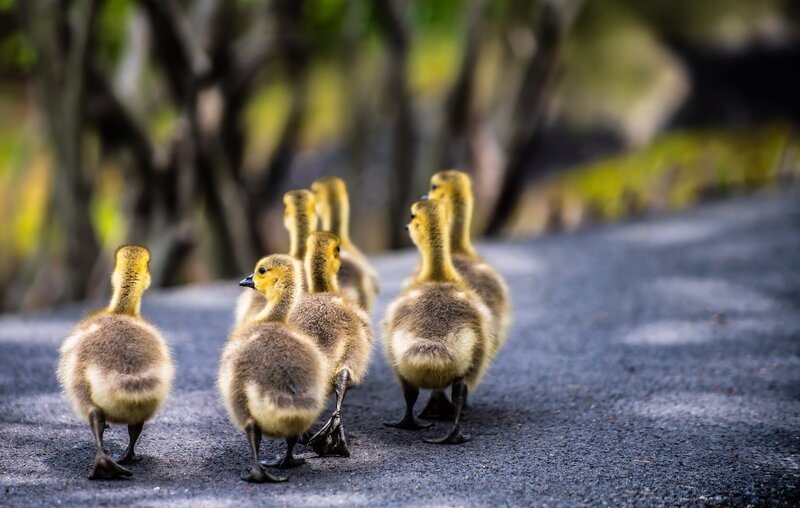 Goslings Walking on Road