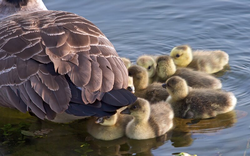 Goslings with Parent — Brown