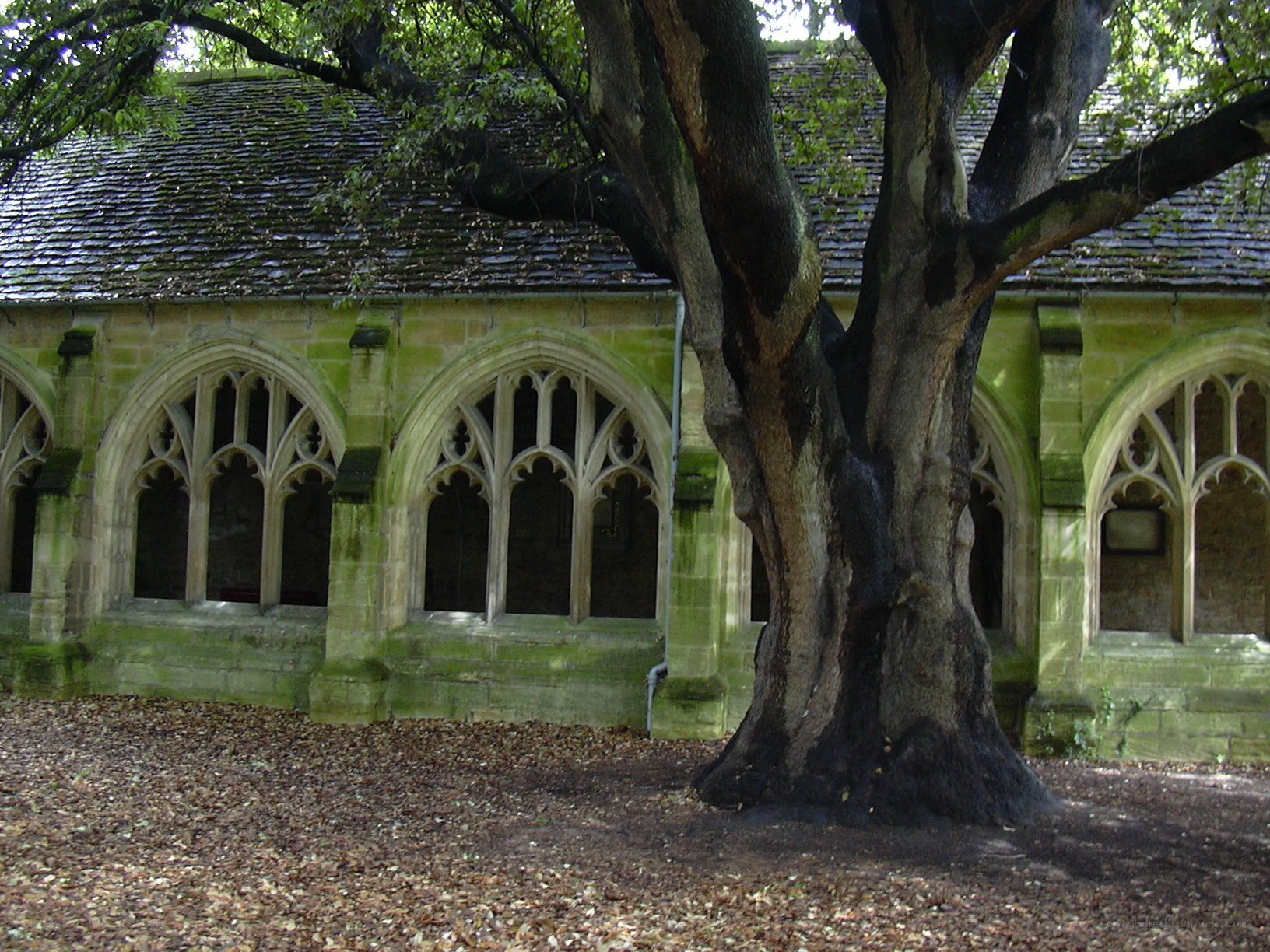 Gothic building with large tree