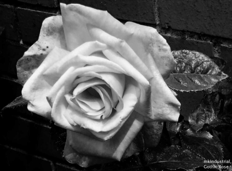 Gothic Rose