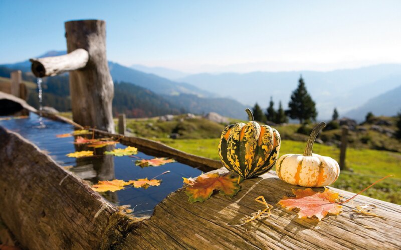 Gourds on Wooden Trough