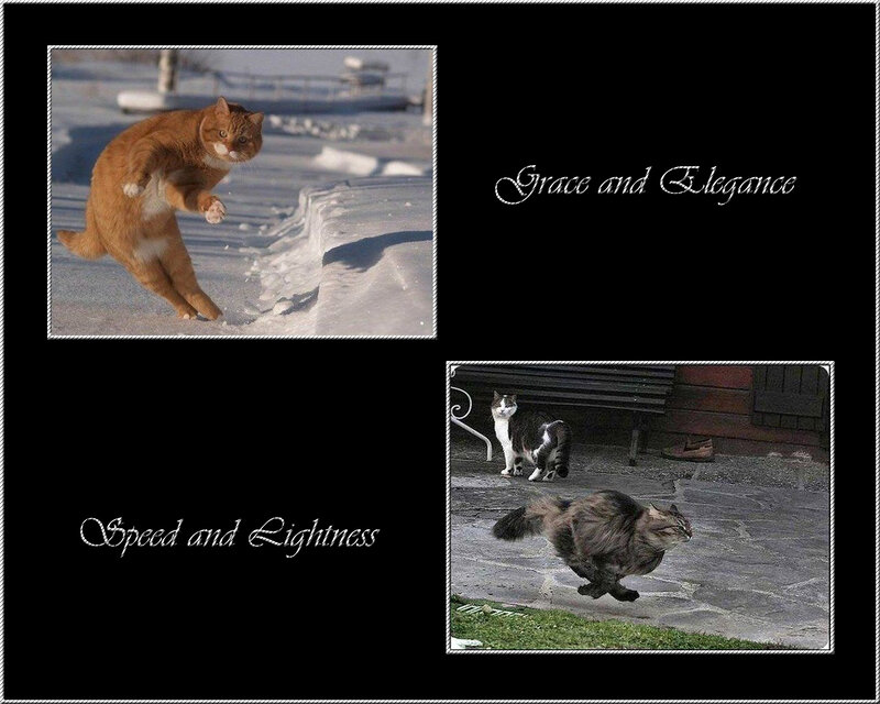 Grace and Speed of Cats