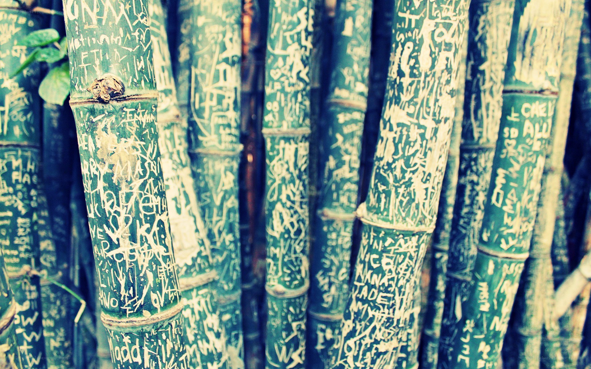 graffiti-covered bamboo stalks