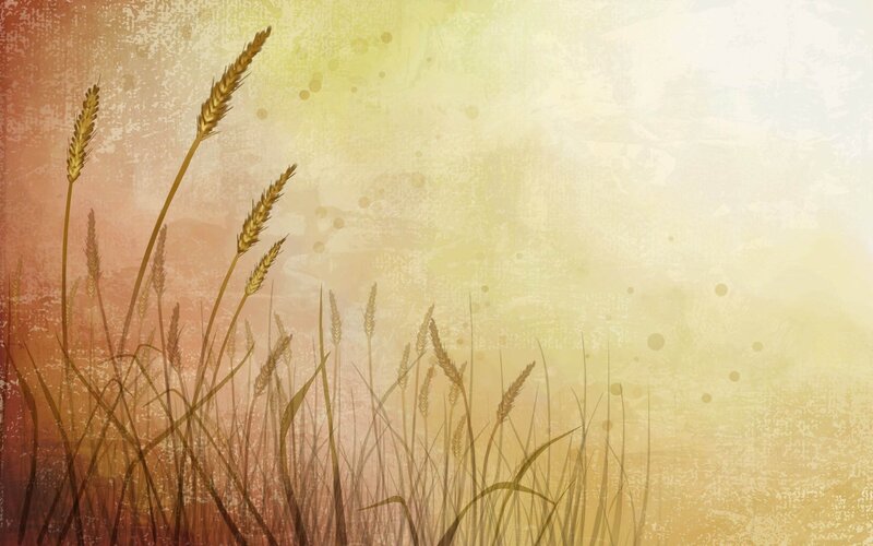 grain field at sunset