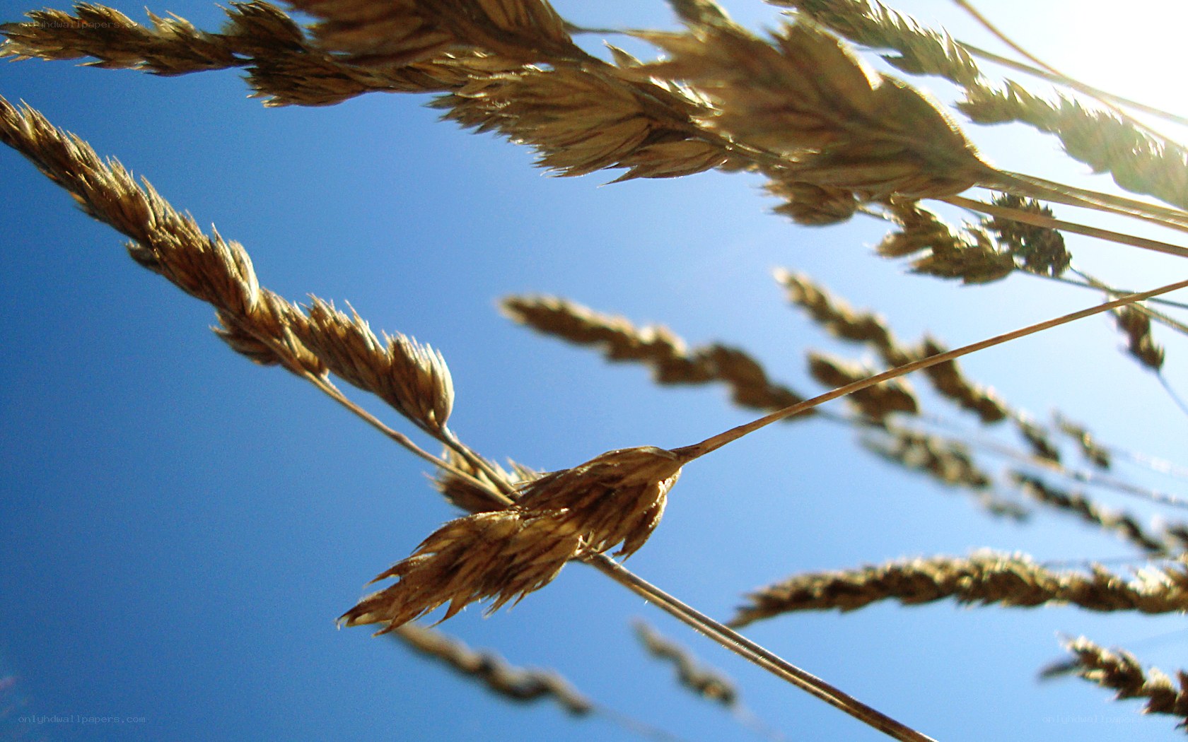 grain stalks against blue sky