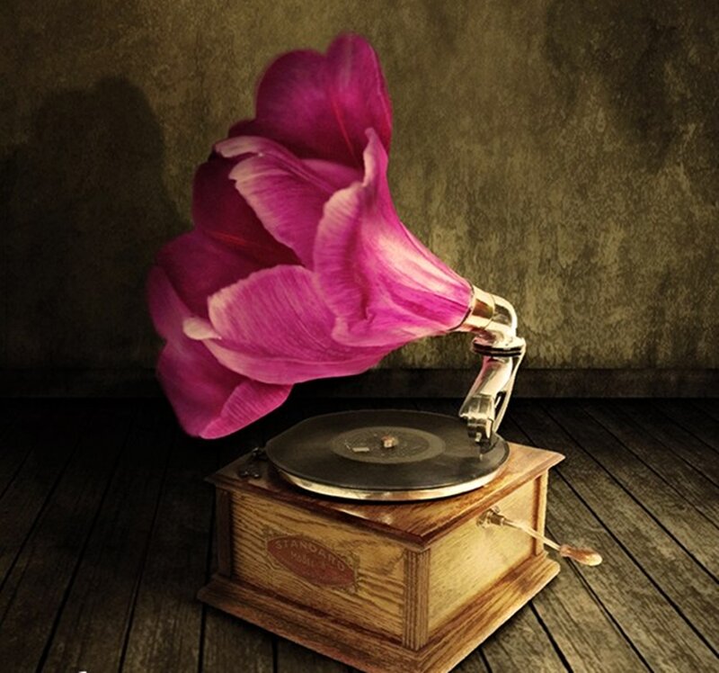Gramophone with Flower Horn