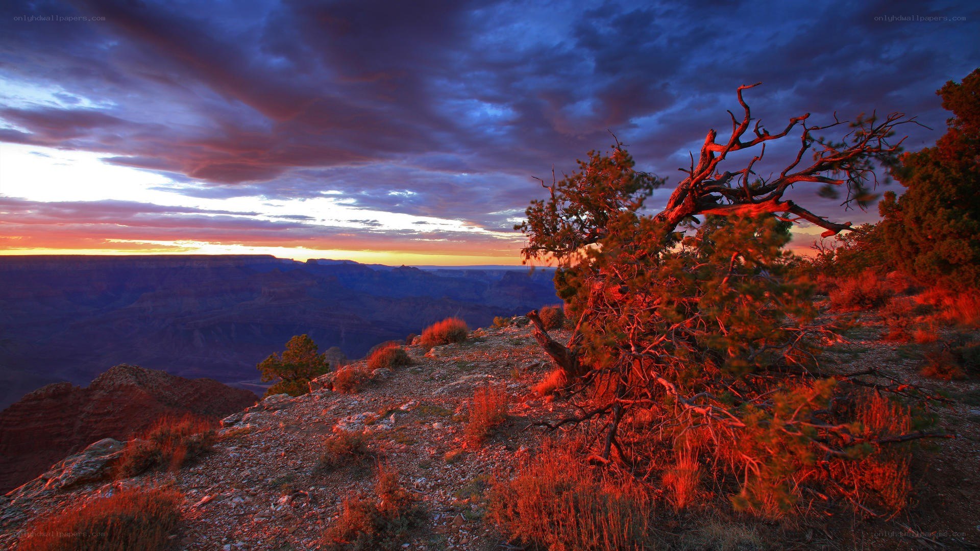 Grand Canyon sunset with tree