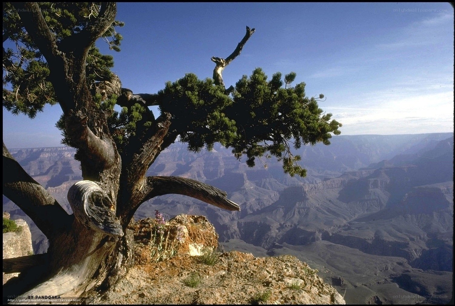 Grand Canyon tree overlook