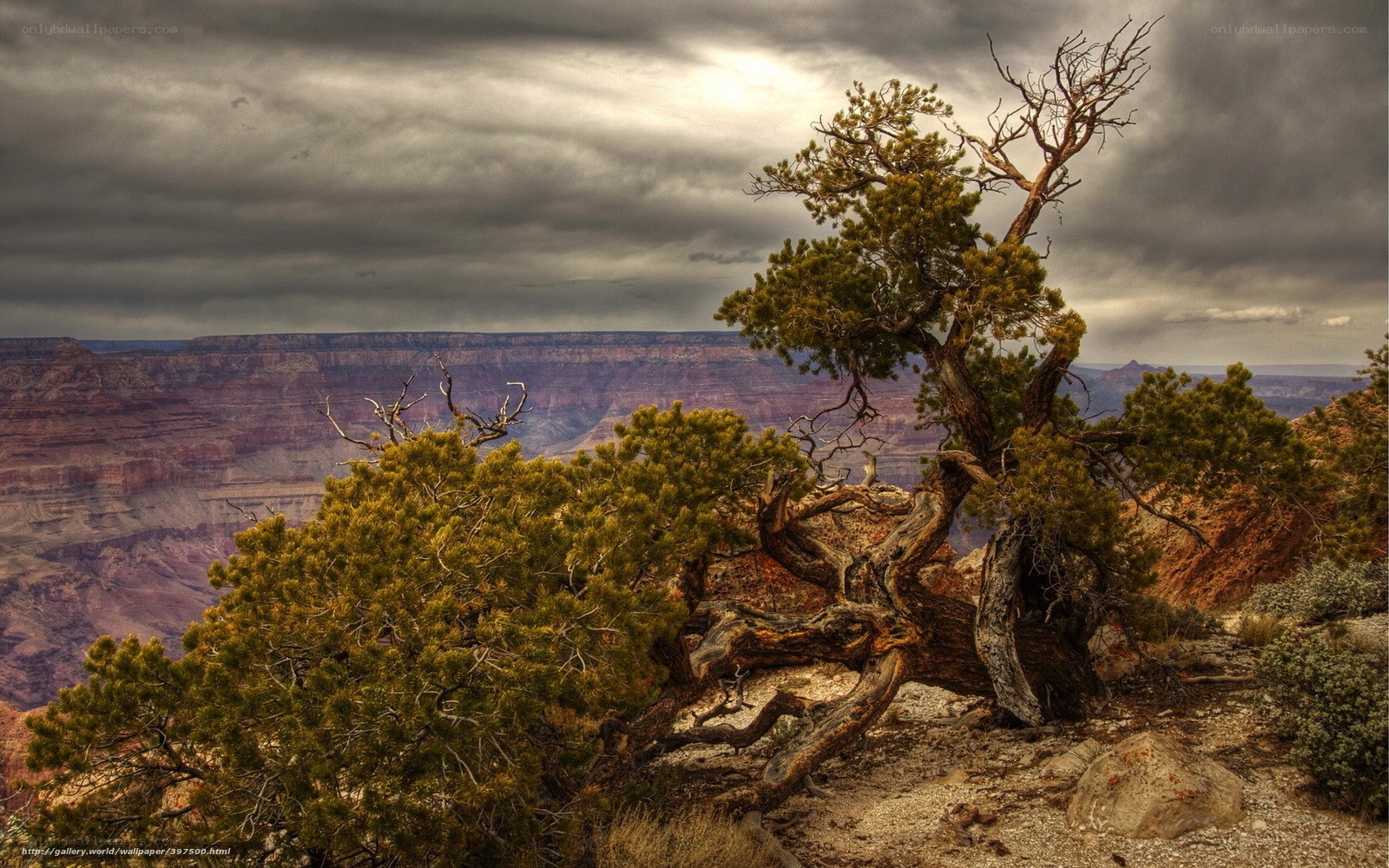 Grand Canyon tree under stormy sky