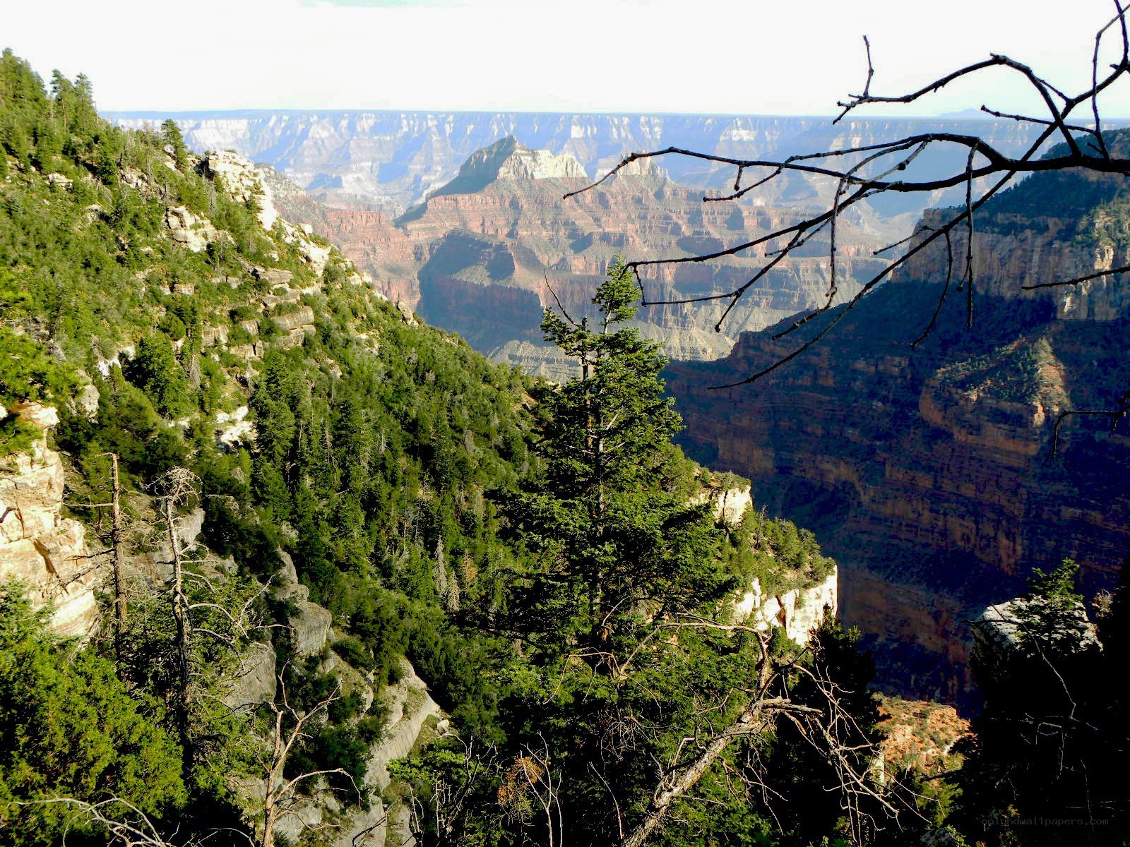 Grand Canyon vista