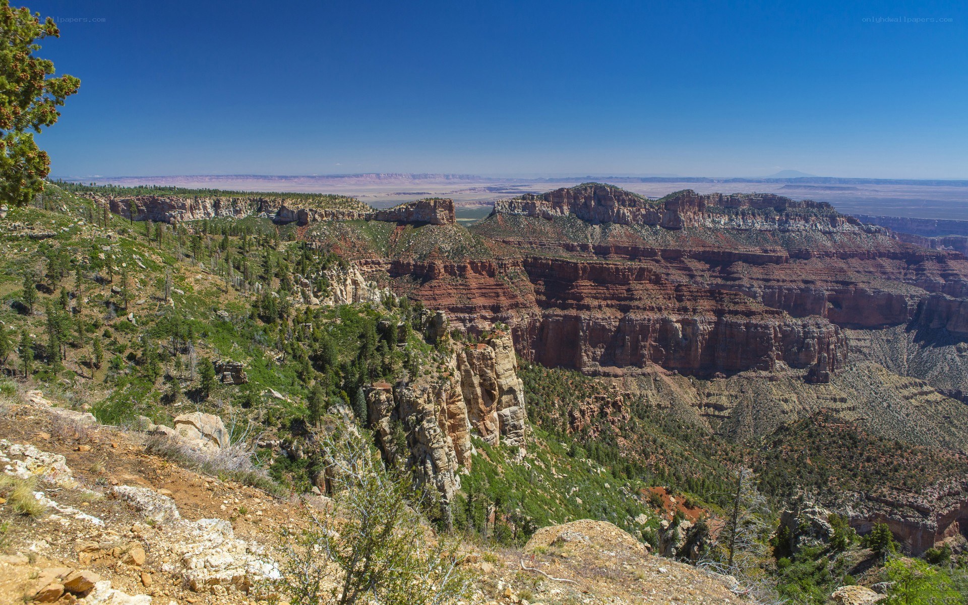Grand Canyon vista