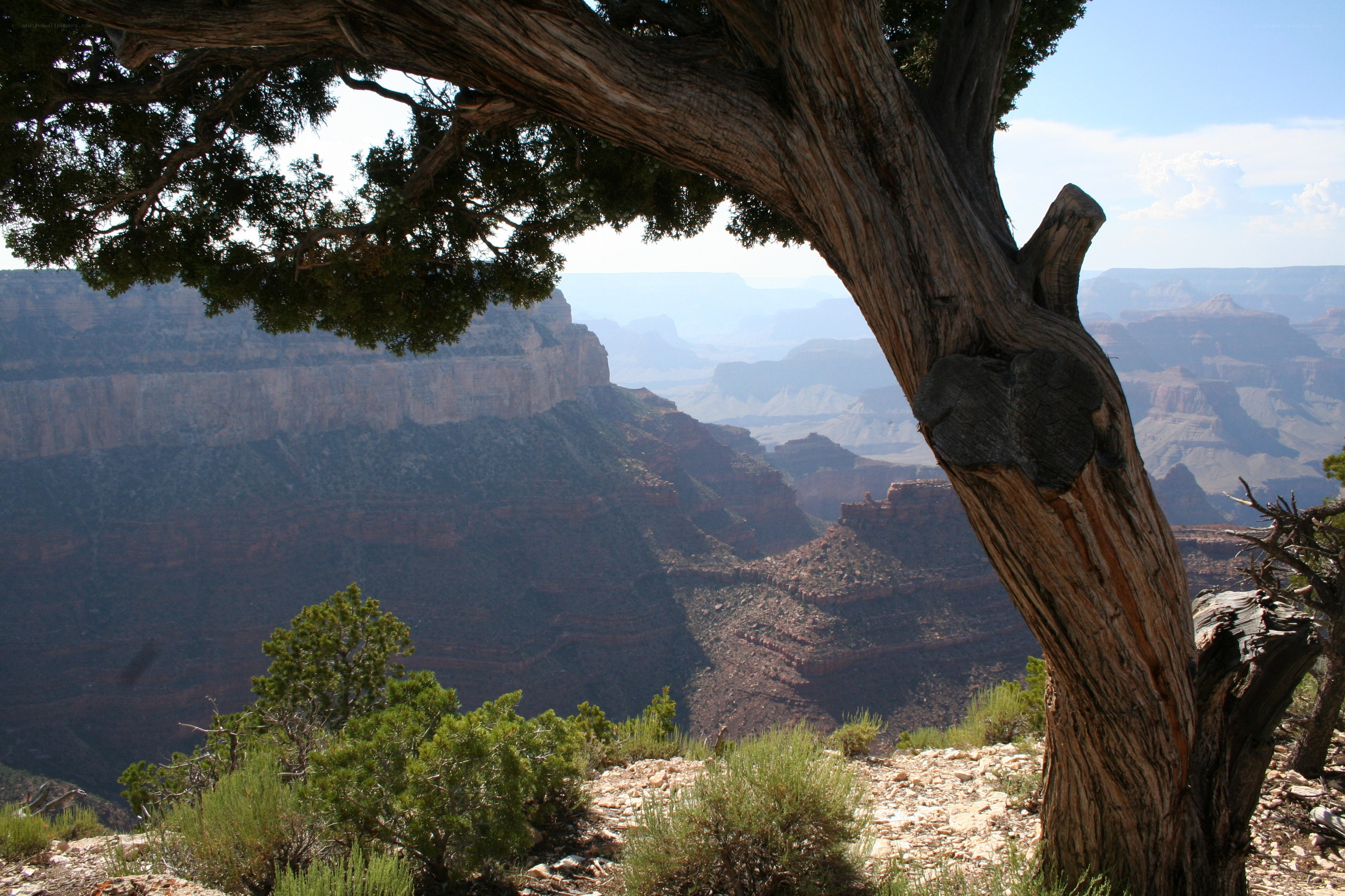 Grand Canyon vista from tree