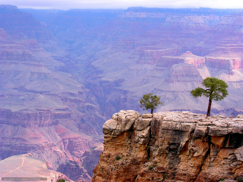 Grand Canyon vista with lone trees