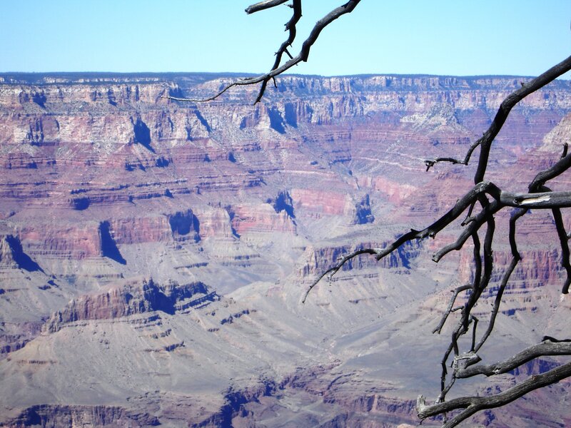 Grand Canyon vista with tree branch