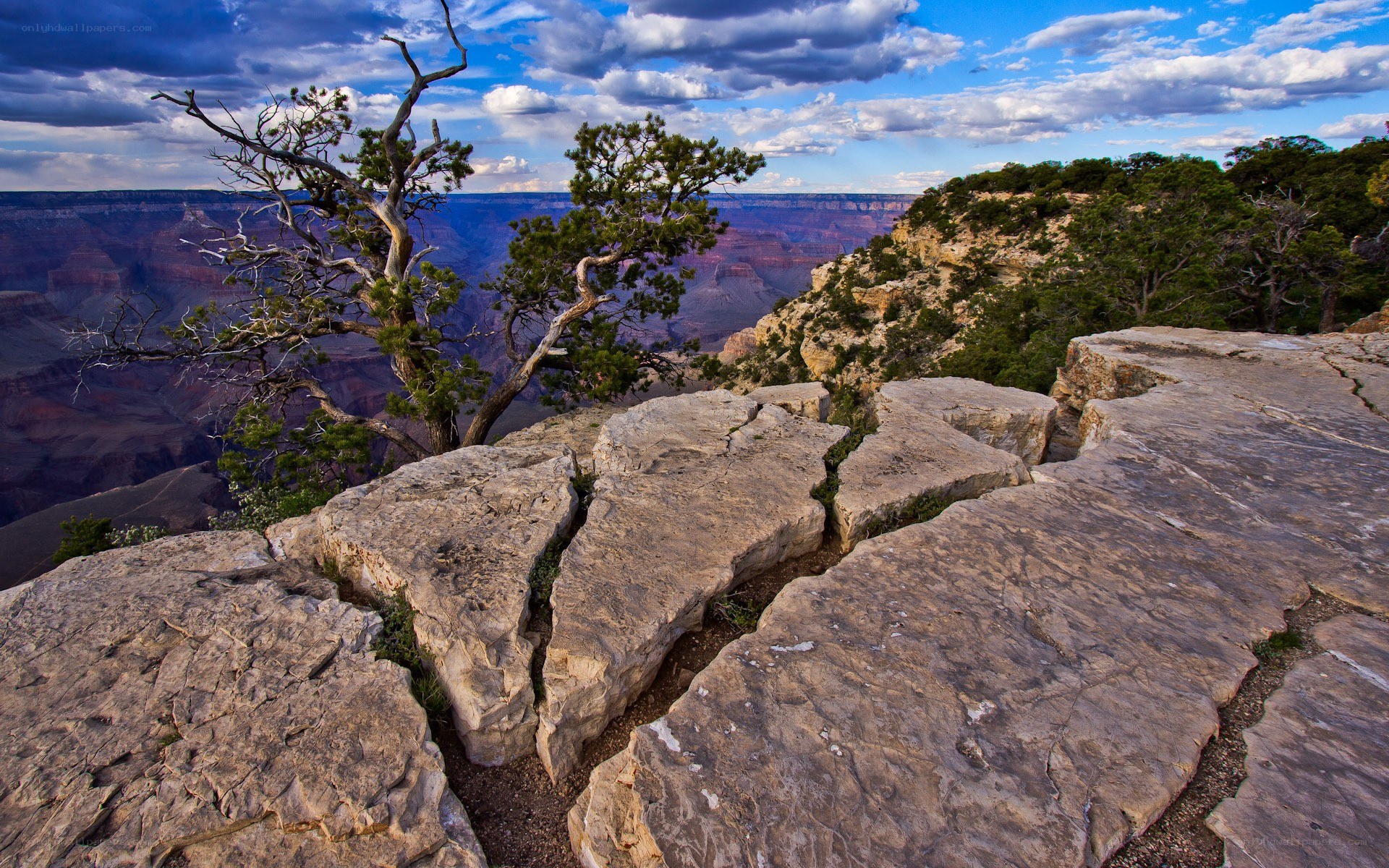 Grand Canyon vista with tree