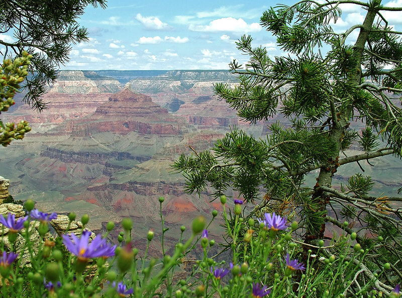 Grand Canyon vista with wildflowers