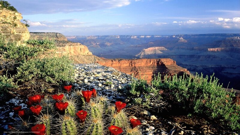 Grand Canyon with blooming cacti