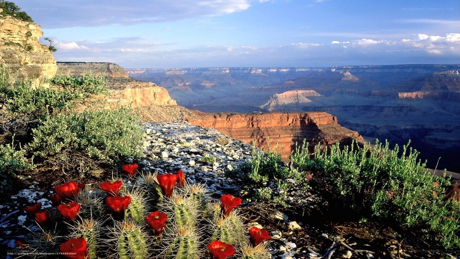 Grand Canyon with blooming cacti