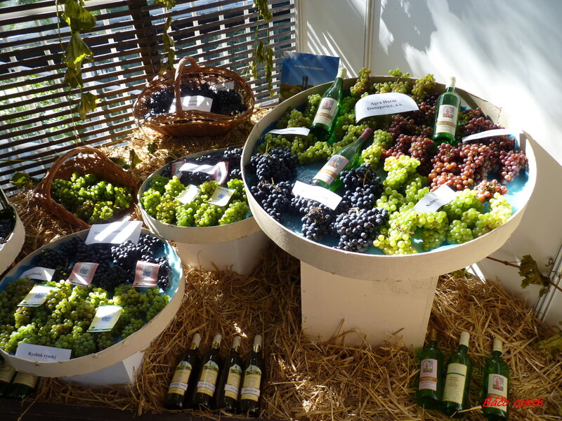 Grape and Wine Display