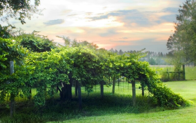 Grape Arbor in Field — Green, Serene, Sunset, Photograph