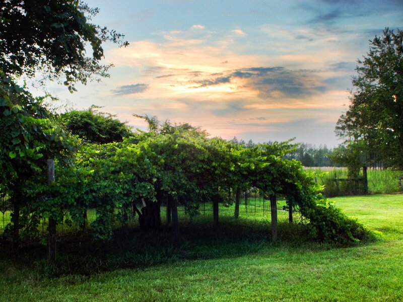Grape Arbor in Field — Green, Serene, Sunset, Photograph, Trees, Sky