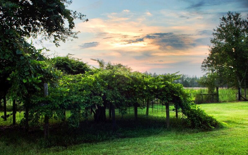 Grape Arbor in Field — Green, Serene, Sunset, Photograph, Trees