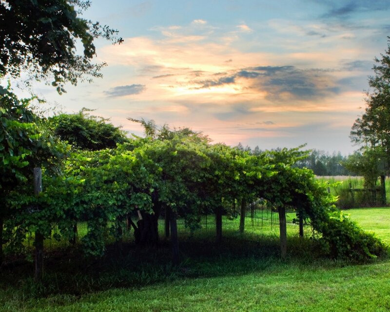 Grape Arbor in Vineyard — Green, Serene