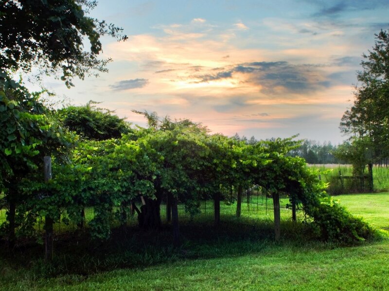Grape Arbor in Vineyard