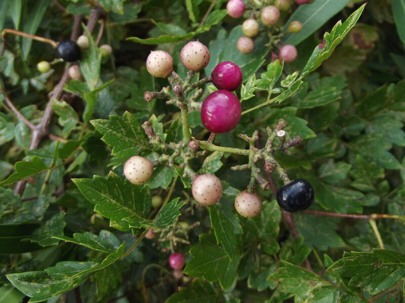 Grape Berries on Vine