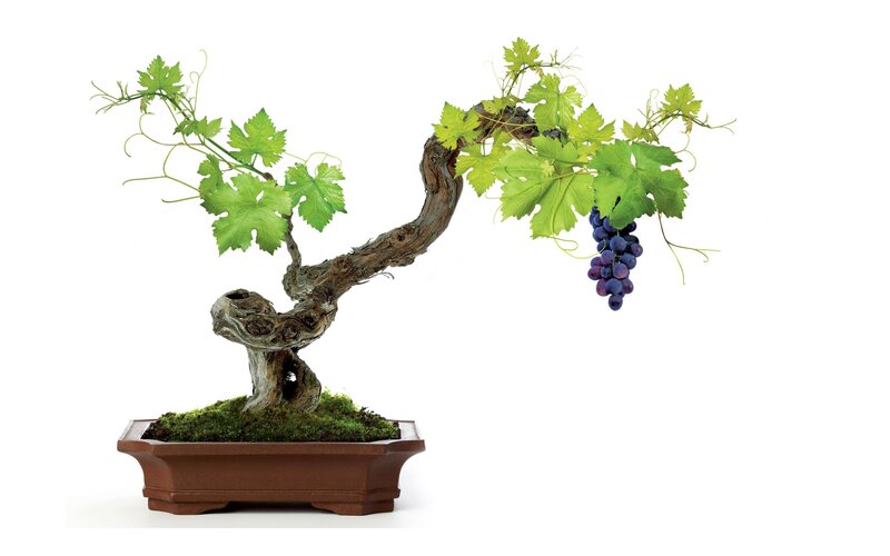 grape bonsai tree