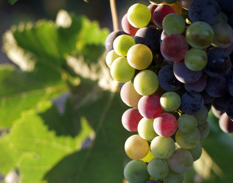 grape cluster in sunlight